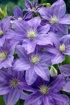 Lady Northcliffe Clematis - 1 Gallon Pot -Cheap PLANTS Store clematis lady northcliffe 2