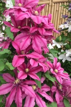Liberation Clematis - 1 Gallon Pot -Cheap PLANTS Store clematis liberation 4