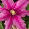Liberation Clematis - 1 Gallon Pot -Cheap PLANTS Store clematis liberation 5