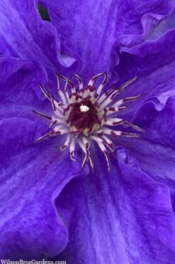 Lindsay Clematis - 1 Gallon Pot -Cheap PLANTS Store clematis lindsay 5