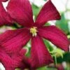 Madame Julia Correvon Clematis - 1 Gallon Pot 1 Madame Julia Correvon Clematis - 1 Gallon Pot -Cheap PLANTS Store clematis madame julia correvon 14