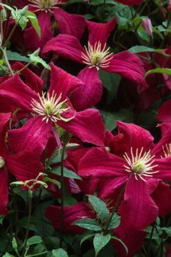 Madame Julia Correvon Clematis - 1 Gallon Pot 15 Madame Julia Correvon Clematis - 1 Gallon Pot -Cheap PLANTS Store clematis madame julia correvon 7