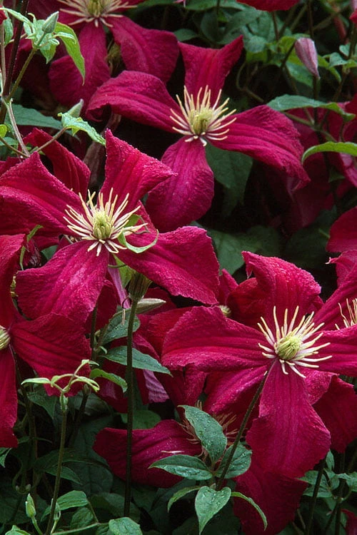 Madame Julia Correvon Clematis - 1 Gallon Pot 9 Madame Julia Correvon Clematis - 1 Gallon Pot - Image 7