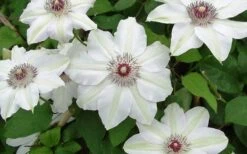 Miss Bateman Clematis - 1 Gallon Pot -Cheap PLANTS Store clematis miss bateman 2 800x500 1