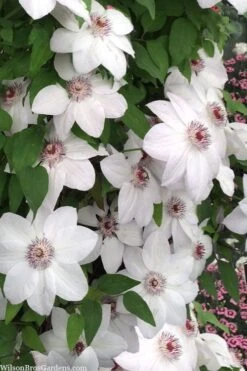 Miss Bateman Clematis - 1 Gallon Pot -Cheap PLANTS Store clematis miss bateman 20