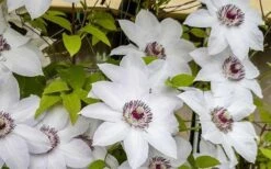 Miss Bateman Clematis - 1 Gallon Pot -Cheap PLANTS Store clematis miss bateman 800x500 1
