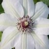 Miss Bateman Clematis - 1 Gallon Pot 1 Miss Bateman Clematis - 1 Gallon Pot -Cheap PLANTS Store clematis miss20bateman 2 500x750 1