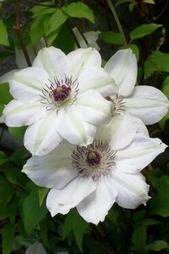 Miss Bateman Clematis - 1 Gallon Pot -Cheap PLANTS Store clematis miss20bateman 3 500x750 1