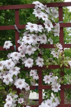 Miss Bateman Clematis - 1 Gallon Pot -Cheap PLANTS Store clematis miss20bateman 4 500x750 1