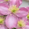 Montana Elizabeth Clematis - 1 Gallon Pot 1 Montana Elizabeth Clematis - 1 Gallon Pot -Cheap PLANTS Store clematis montana elizabeth 10