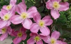 Montana Elizabeth Clematis - 1 Gallon Pot -Cheap PLANTS Store clematis montana elizabeth 2