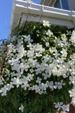 Grandiflora Montana Clematis - 1 Gallon Pot -Cheap PLANTS Store clematis montana grandiflora 2