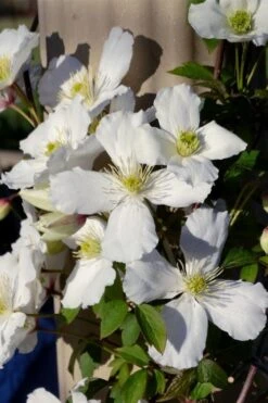 Grandiflora Montana Clematis - 1 Gallon Pot -Cheap PLANTS Store clematis montana grandiflora 9