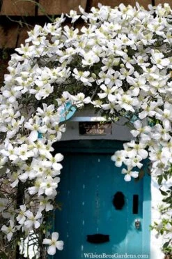 Grandiflora Montana Clematis - 1 Gallon Pot -Cheap PLANTS Store clematis montana grandiflora20copy