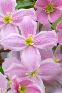 Mayleen Montana Clematis - 1 Gallon Pot -Cheap PLANTS Store clematis montana mayleen 1