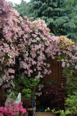 Mayleen Montana Clematis - 1 Gallon Pot -Cheap PLANTS Store clematis montana mayleen 12