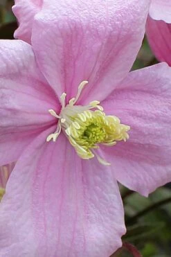 Mayleen Montana Clematis - 1 Gallon Pot -Cheap PLANTS Store clematis montana mayleen 4