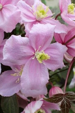 Mayleen Montana Clematis - 1 Gallon Pot -Cheap PLANTS Store clematis montana mayleen 5