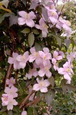 Montana Rubens Clematis - 1 Gallon Pot -Cheap PLANTS Store clematis montana rubens 6