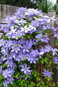 Mrs. Cholmondeley Clematis - 1 Gallon Pot -Cheap PLANTS Store clematis mrs cholmondeley 2