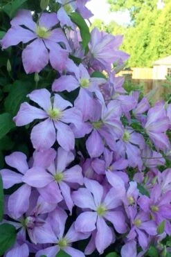 Mrs. Cholmondeley Clematis - 1 Gallon Pot -Cheap PLANTS Store clematis mrs cholmondeley 8