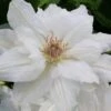 Mrs. George Jackman Clematis - 1 Gallon Pot 2 Mrs. George Jackman Clematis - 1 Gallon Pot -Cheap PLANTS Store clematis mrs george jackman 10