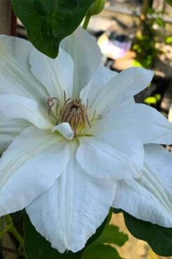 Mrs. George Jackman Clematis - 1 Gallon Pot -Cheap PLANTS Store clematis mrs george jackman 5