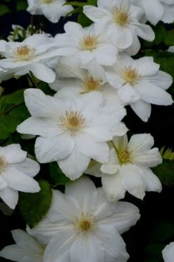 Mrs. George Jackman Clematis - 1 Gallon Pot -Cheap PLANTS Store clematis mrs george jackman 7