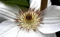 Mrs. George Jackman Clematis - 1 Gallon Pot -Cheap PLANTS Store clematis mrs george jackman 8