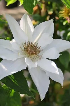 Mrs. George Jackman Clematis - 1 Gallon Pot -Cheap PLANTS Store clematis mrs george jackman 9