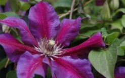 Mrs. Norman Thompson Clematis - 1 Gallon Pot 13 Mrs. Norman Thompson Clematis - 1 Gallon Pot -Cheap PLANTS Store clematis mrs n thompson 1