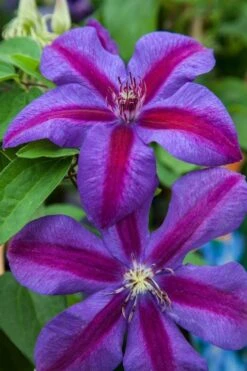 Mrs. Norman Thompson Clematis - 1 Gallon Pot 14 Mrs. Norman Thompson Clematis - 1 Gallon Pot -Cheap PLANTS Store clematis mrs n thompson 7