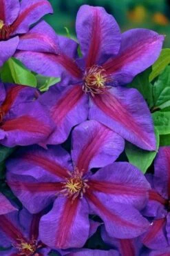 Mrs. Norman Thompson Clematis - 1 Gallon Pot 15 Mrs. Norman Thompson Clematis - 1 Gallon Pot -Cheap PLANTS Store clematis mrs norman thompson 20