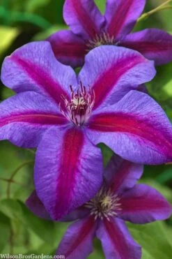 Mrs. Norman Thompson Clematis - 1 Gallon Pot 17 Mrs. Norman Thompson Clematis - 1 Gallon Pot -Cheap PLANTS Store clematis mrs norman thompson 21