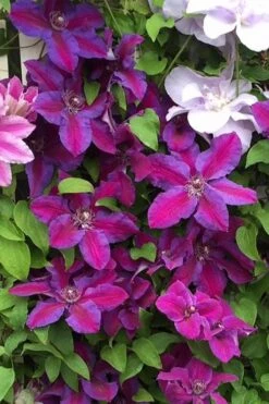 Mrs. Norman Thompson Clematis - 1 Gallon Pot 16 Mrs. Norman Thompson Clematis - 1 Gallon Pot -Cheap PLANTS Store clematis mrs norman thompson 25