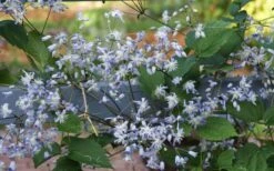 Mrs. Robert Brydon Clematis - 1 Gallon Pot -Cheap PLANTS Store clematis mrs robert brydon 11