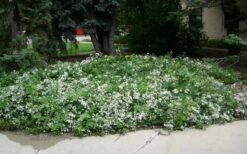 Mrs. Robert Brydon Clematis - 1 Gallon Pot -Cheap PLANTS Store clematis mrs robert brydon 4