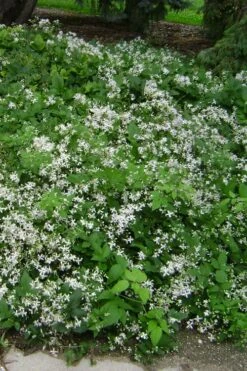 Mrs. Robert Brydon Clematis - 1 Gallon Pot -Cheap PLANTS Store clematis mrs robert brydon 6