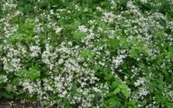 Mrs. Robert Brydon Clematis - 1 Gallon Pot -Cheap PLANTS Store clematis mrs robert brydon 7