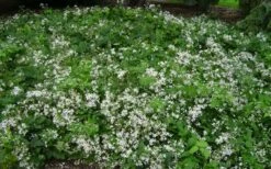 Mrs. Robert Brydon Clematis - 1 Gallon Pot -Cheap PLANTS Store clematis mrs robert brydon 8