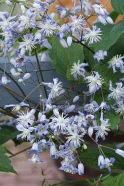Mrs. Robert Brydon Clematis - 1 Gallon Pot -Cheap PLANTS Store clematis mrs robert brydon 9