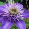 Multi Blue Clematis - 2 Gallon Pot 2 Multi Blue Clematis - 2 Gallon Pot -Cheap PLANTS Store clematis multi blue 1