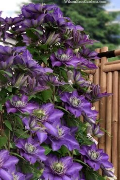 Multi Blue Clematis - 1 Gallon Pot -Cheap PLANTS Store clematis multi blue 3 1