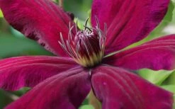 Niobe Clematis - 1 Gallon Pot -Cheap PLANTS Store clematis niobe 1