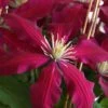 Niobe Clematis - 1 Gallon Pot -Cheap PLANTS Store clematis niobe 4