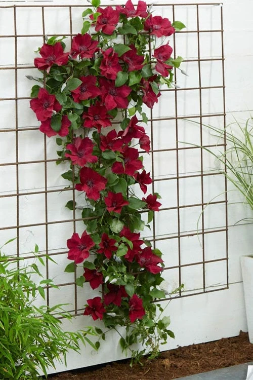 Nubia Clematis - 1 Gallon Pot 10 Nubia Clematis - 1 Gallon Pot - Image 8