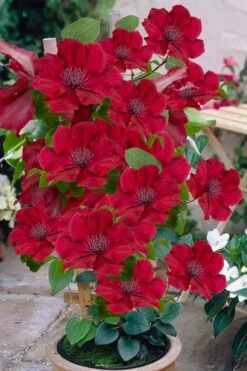Nubia Clematis - 1 Gallon Pot 14 Nubia Clematis - 1 Gallon Pot -Cheap PLANTS Store clematis nubia 3