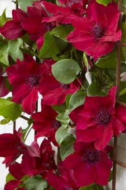 Nubia Clematis - 1 Gallon Pot 15 Nubia Clematis - 1 Gallon Pot -Cheap PLANTS Store clematis nubia 4