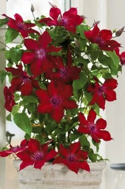 Nubia Clematis - 1 Gallon Pot 16 Nubia Clematis - 1 Gallon Pot -Cheap PLANTS Store clematis nubia 5