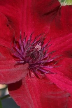 Nubia Clematis - 1 Gallon Pot 13 Nubia Clematis - 1 Gallon Pot -Cheap PLANTS Store clematis nubia 6